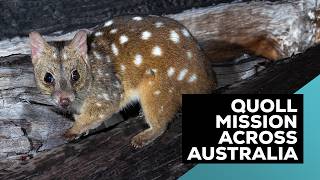 Rewilding Quolls Extraordinary 4000km Adventure Across Australia [upl. by Alamat]