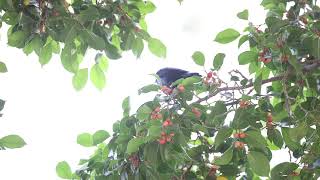 輝椋鳥Asian Glossy Starling，吃果子。 [upl. by Nat]