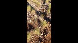 Gold bearing schistcalcrete reef Halls Creek 2013 part 3 [upl. by Ayocal785]