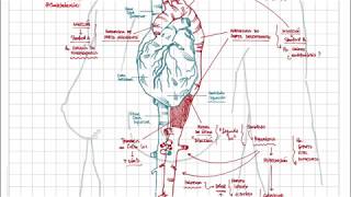 Disección aórtica  Clínica fisiopatología y tratamiento [upl. by Nylirem]