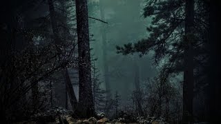 FOREST AT NIGHT  Crickets Owls Rain Wind in Trees  Relax Study Sleep DeStress 🎧 100 RELAX [upl. by Ettenotna]