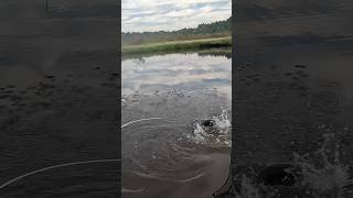 Bowfin Explosion fishing [upl. by Niltiak]