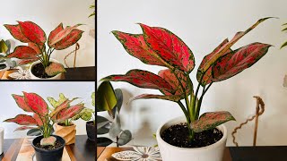 Aglaonema Plant  Aglaonema Plant Care  Repotting  Soil Mixture For Aglaonema Plant video [upl. by Elyc]