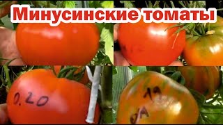 Расскажу за 1 минуту минусинские сорта томатов [upl. by Anade210]