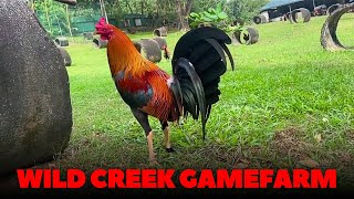 Big Farm in the Philippines Wild Creek Gamefarm [upl. by Casia]