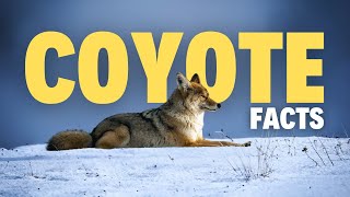 25 Surprising Facts About Coyotes That You Wont Forget [upl. by Alioz]