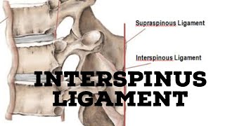 Interspinous ligament [upl. by Ahsatsana336]