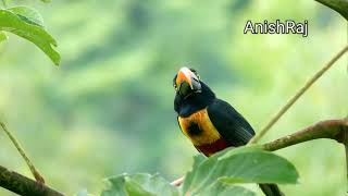 Amazing TOCO TOUCAN bird sounds [upl. by Yrtsed]