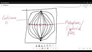 Metaphase  Cell Division [upl. by Pattani]