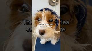 FLEAS SUCK puppy havanese fleashampoo DIYfleashampoo dogshampoo [upl. by Wesle]