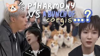 p1harmony struggling against a bunch of corgis [upl. by Alegnaed]