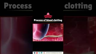 How Your Body Stops Bleeding The Incredible Blood Clotting Process Explained 🩸💪 [upl. by Euginomod722]