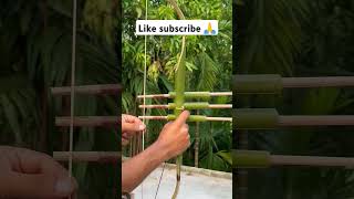 bamboo bow archery bamboogun satisfying bowandarrow bowmaker diy toy bowmakers [upl. by Janek]