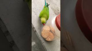 Main Tota haer AA Mitthu Tota haer rang ke AA Mitthu Ta in Parrot Sounds Mitti videos [upl. by Eidoj523]