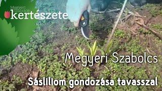 Sásliliom Hemerocallis gondozása tavasszal  Megyeri Szabolcs Kertészet [upl. by Georgetta]