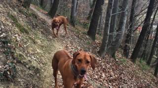 Hiking with Rhodesian Ridgebacks  Dotršćina part 1 [upl. by Thecla]