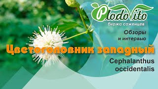 Цветоголовник западный I Cephalanthus occidentalis [upl. by Nylle]