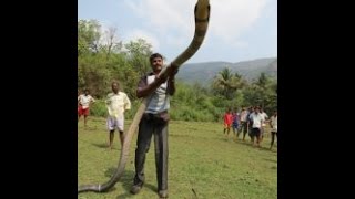 15FEET LONG KING COBRA CAPTURED IN INDIA [upl. by Oriaj580]