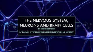 The nervous system neurons and brain cells [upl. by Caitlin84]