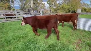 Monks Heifer Yearlings nm [upl. by Farny]