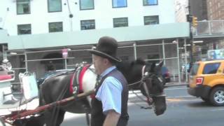 Horse Drawn Carriage Driver Rant [upl. by Lozano171]