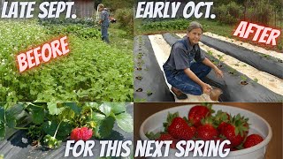 Planting Chandler Strawberries in Fall for a Spring harvest How to for the family garden [upl. by Emlen]