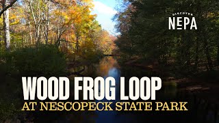 Wood Frog Loop at Nescopeck State Park [upl. by Hagerman]