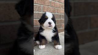 The fluffiest Bernese puppy ☁️🐶 bernesemountaindog bernesepuppy fluffypup bernese [upl. by Moise]