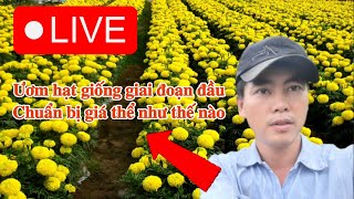 Trồng vạn thọ tết 2025  huỳnh thủy tinh kênh mới [upl. by Atreb]