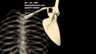 Scapulohumeral Rhythm Shoulder Abduction with Muscular Analysis [upl. by Nyleak]