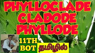 PHYLLODE  PHYLLOCLADE  CLADODE TAMIL EXPLANATION [upl. by Noelani891]