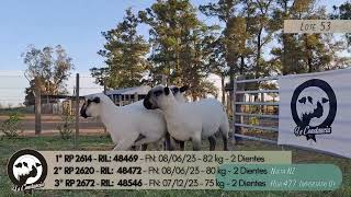 LOTE 53 TRIO PP LA CONSTANCIA [upl. by Etheline836]