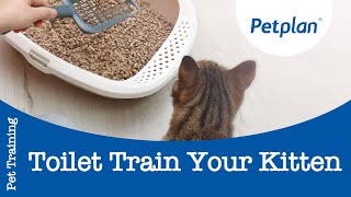 How do you Toilet Train a Kitten  Petplan [upl. by Enneillij]