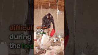 Heat a redoubtable enemy for poultry farmers agribusinesstv [upl. by Nailij295]