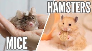 Mice VS Hamsters [upl. by Whitman]