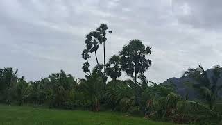 low rate Nagercoil Esanthimangalam Road based 42 cent Agri land sales contact 80983 84895 [upl. by Notniuqal352]