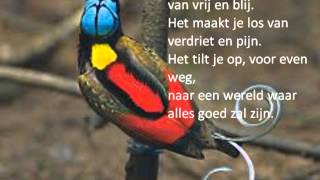 Het lied van Prachtvogel [upl. by Antonia]