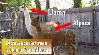 Llama vs Alpaca  Whats the difference [upl. by Adeline]