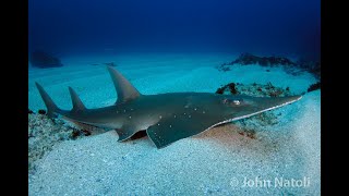 Whitespotted Guitarfish  Rhynchobatus djiddensis [upl. by Odarnoc843]