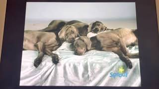 Sesame Street Sleepy Wegman’s Dogs [upl. by Atnauqahs757]