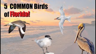 5 Common Birds of Florida  Most Common Beach birds [upl. by Nonnad]