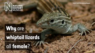 Why are whiptail lizards all female  Surprising Science [upl. by Drazze]