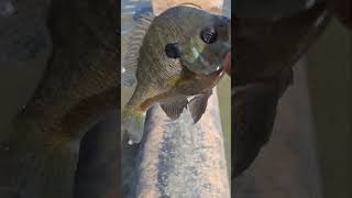 Nice blue gill fishing bassfishing [upl. by Casimir]