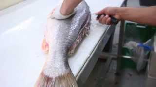 Fish Filleting Large Corvina [upl. by Behlau]