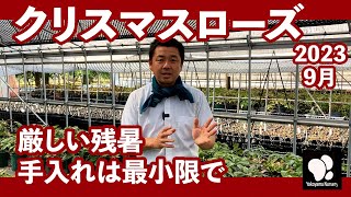 クリスマスローズ 9月の管理 ◆横山園芸 公式◆ 【2023】 [upl. by Doelling]