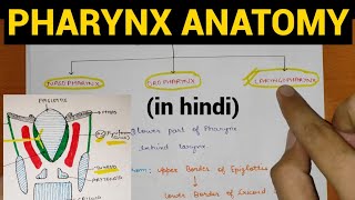 Pharynx Anatomy 14  Head amp Neck  Anatomy [upl. by O'Malley]