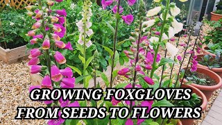 Growing foxgloves from seed to flowers  Foxgloves with stage to stage update on growth [upl. by Anidnamra343]