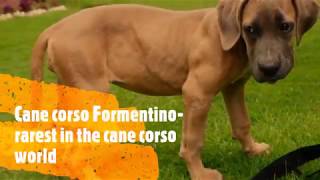 Cane Corso formentino  rarest color in the cane corso world [upl. by Columba]