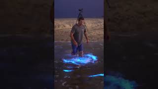 WOW Bioluminescence spotted in SoCal [upl. by Delanie713]