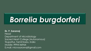 Borrelia burgdorferi [upl. by Santana]